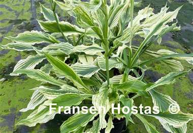 Hosta White Leaves FH Collection 2024